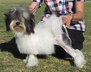 Aust Ch Sabu Silk N Satin