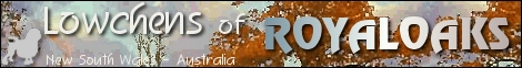 RoyalOak Lowchens
